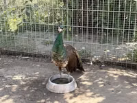 Chickens — Foto 5