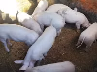 Eber, Schweine — Foto 3