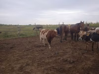 ثور, Simmental cattle — الصورة 6