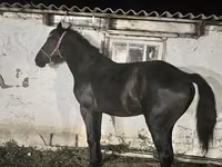 Ат, Аттар — сүрөт 1