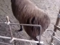 كبش, Hissar sheep — الصورة 1