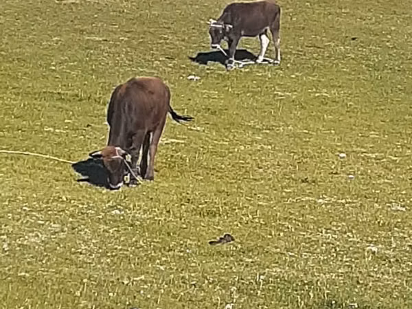 母牛, Cattle — 吉尔吉斯斯坦