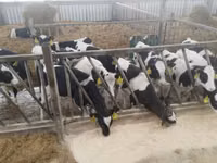 Buqa, Russian Black pied cattle — 7-rasm