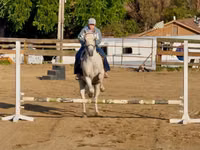 Hengst, Quarter Horse — Foto 4