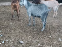 Ziegen (Partie, Geschlecht nicht angegeben), Beetal goats — Foto 6