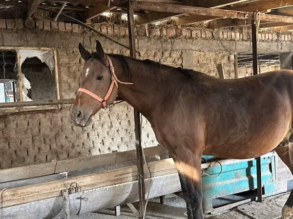 घोड़ा, Manipuri pony