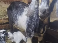 母山羊, Nubian Goat — 照片 5