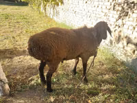 Widder, Schafe — Foto 2