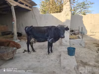 母牛, Cattle — 照片 2