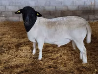 Widder, Dorper sheep — Foto 5