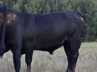 公牛, Aberdeen-Angus — 照片 2