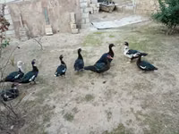 Ducks — الصورة 6