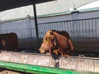 Cattle (batch, sex not specified), Cattle — photo 4
