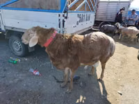 Ram, Arashan sheep — photo 1