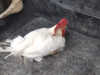 Chickens — Foto 2