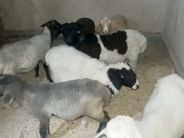 Widder, Rhon sheep — Usbekistan