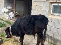 Bulle, Simmental cattle — Foto 5