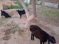 母山羊, Goats — 照片 3