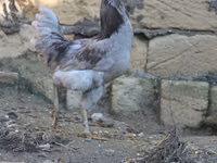 أميروكانا — الصورة 4