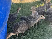 Turkeys — الصورة 5