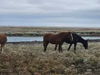 Hengst, Mugalzhar horse — Foto 4