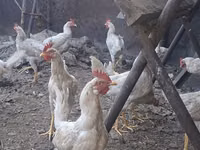 Chickens — 照片 1