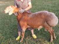 Widder, Edilbay sheep — Foto 2