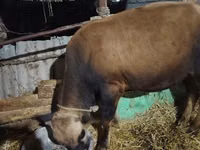 Sigir, Simmental cattle — 6-rasm