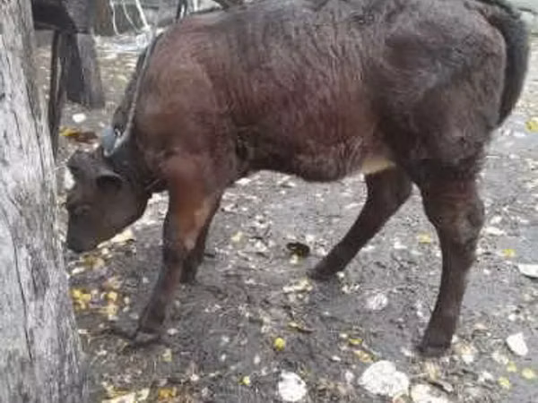 Уй, Сиырлар