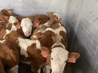 सांड, Simmental cattle — फ़ोटो 5