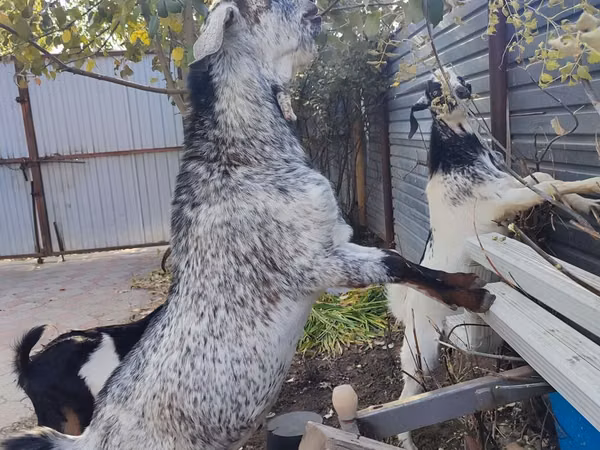 Ziege, Kamori goats