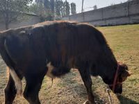 सांड, मवेशी — फ़ोटो 3