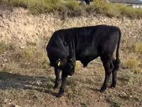 Bull, Cattle — photo 3