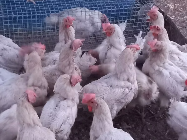 Leghorn