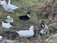 Ducks — الصورة 2