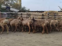 نعجة, Arashan sheep — الصورة 7