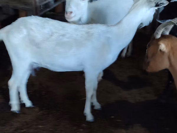 عنزة, Saanen goat