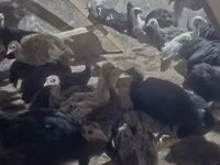 Turkeys — foto 5
