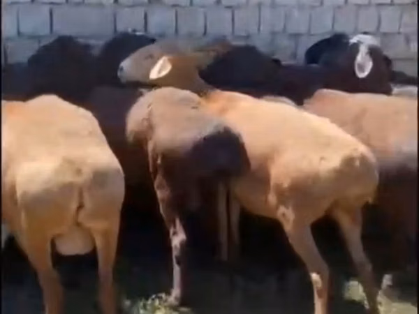 نعجة, Hissar sheep — كازاخستان