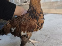Chickens — foto 1