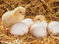 Premixuri pentru animale şi păsări — фото 2