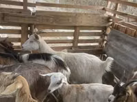 تيس, الماعز — الصورة 7