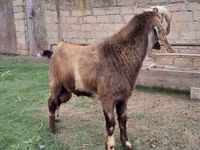 बकरा, Nubian Goat — फ़ोटो 2