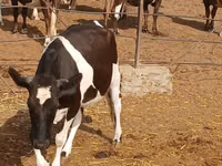 Kuh, Russian Black pied cattle — Foto 4
