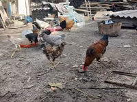 Chickens — 8-rasm