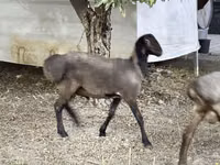 Cabro, Cabras — foto 5