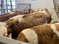 Бұқа, Simmental cattle — 3-сурет