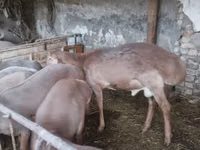 Ram, Sheep — photo 7