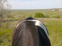 Kuh, Russian Black pied cattle — Foto 4