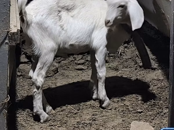 Ziegenbock, Saanen goat — Kirgisistan